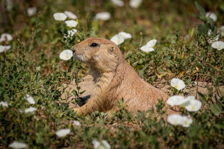 082 Badlands NP, prairiehond.jpg